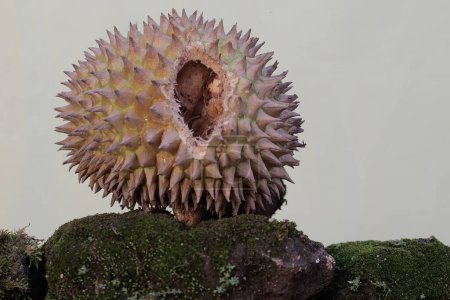 Durian fruit ripens on a tree bitten by a rodent. This plant has the scientific name Durio zibethinus.