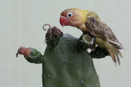 Foto de Un tortolito ahuyenta a un escorpión que entra en su territorio en un árbol de cactus salvaje. Esta ave que se utiliza como símbolo del amor verdadero tiene el nombre científico Agapornis fischeri. - Imagen libre de derechos