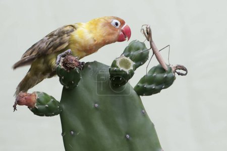 A lovebird chases away a praying mantis that enters its territory in a wild cactus tree. This bird which is used as a symbol of true love has the scientific name Agapornis fischeri.