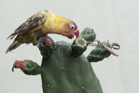 Ein Turteltaube vertreibt eine Gottesanbeterin, die in einem wilden Kaktusbaum ihr Revier betritt. Dieser Vogel, der als Symbol wahrer Liebe verwendet wird, trägt den wissenschaftlichen Namen Agapornis fischeri.