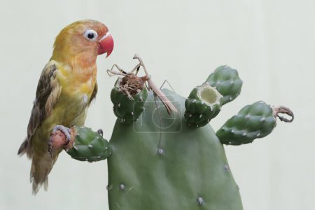 Ein Turteltaube vertreibt eine Gottesanbeterin, die in einem wilden Kaktusbaum ihr Revier betritt. Dieser Vogel, der als Symbol wahrer Liebe verwendet wird, trägt den wissenschaftlichen Namen Agapornis fischeri.