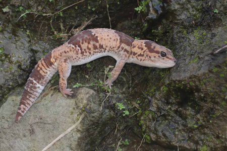 An African fat tailed gecko is sunbathing before starting his daily activities. This reptile has the scientific name Hemitheconyx caudicinctus.
