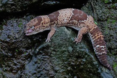 An African fat tailed gecko is sunbathing before starting his daily activities. This reptile has the scientific name Hemitheconyx caudicinctus.