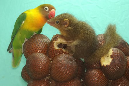 A Javan treeshrew is eating snakefruit with a lovebird. This rodent mammal has the scientific name Tupaia javanica.