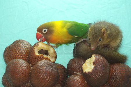 A Javan treeshrew is eating snakefruit with a lovebird. This rodent mammal has the scientific name Tupaia javanica.