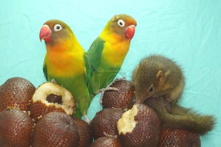 A Javan treeshrew eating snakefruit with two lovebirds. This rodent mammal has the scientific name Tupaia javanica.