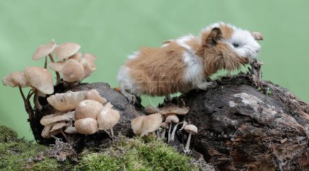 Un conejillo de indias está comiendo una colonia de hongos que crece salvaje en el suelo cubierto de musgo. Este mamífero roedor tiene el nombre científico Cavia porcellus.