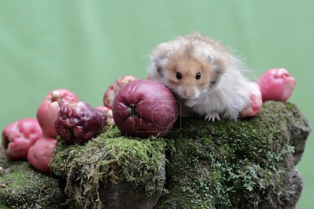 Un hámster sirio macho comiendo una manzana malaya rosa que cayó al suelo. Este roedor tiene el nombre científico Mesocricetus auratus.