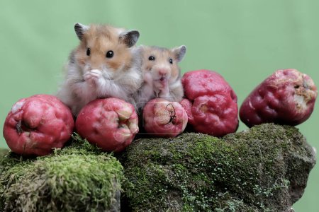 Un par de hámsters sirios comiendo una manzana malaya rosa que cayó al suelo. Este roedor tiene el nombre científico Mesocricetus auratus.
