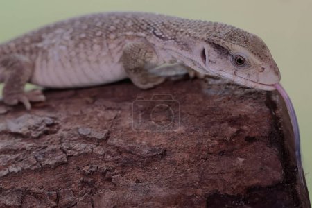 A savannah monitor is basking on a dry tree trunk before starting its daily activities. This reptile with its natural habitat on the African continent has the scientific name Varanus exanthematicus.