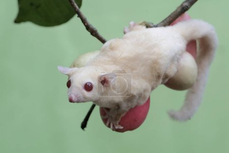 A young albino sugar glider eating a pink malay apple. This mammal has the scientific name Petaurus breviceps.
