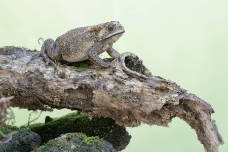 Photo for An Asian black-spined toad resting on a weathered tree trunk. This rough-skinned amphibian has the scientific name Bufo melanostictus. - Royalty Free Image