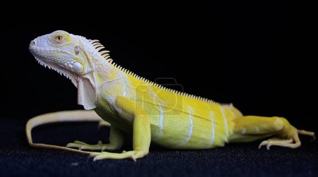 Téléchargez les photos : A yellow iguana (Iguana iguana) with an elegant pose. Selective focus on black background. - en image libre de droit