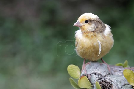 Foto de Un pájaro canario descansando sobre un tronco de árbol seco. Esta ave tiene el nombre científico Serinus canaria. - Imagen libre de derechos