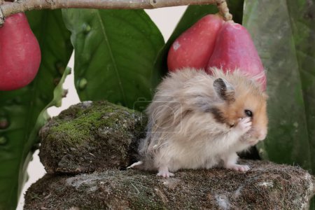 Un hámster sirio macho comiendo una manzana malaya rosa que cayó al suelo. Este roedor tiene el nombre científico Mesocricetus auratus.