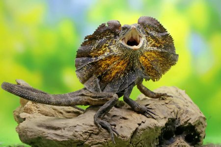 Soa Payung also known as the frilled lizard or frilled dragon is showing a threatening expression. This reptile has the scientific name Chlamydosaurus kingii. 
