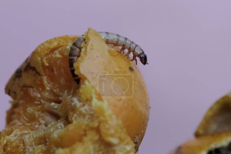 Photo for A yellow meal worm is eating oranges that have fallen to the ground. This caterpillar has the scientific name Tenebrio molitor. - Royalty Free Image