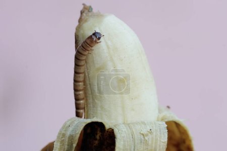 Téléchargez les photos : Un ver jaune mange une banane. Cette chenille porte le nom scientifique de Tenebrio molitor. - en image libre de droit