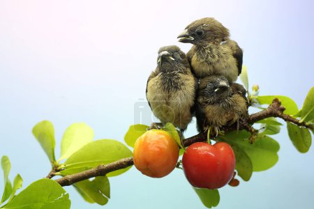 Foto de Tres jóvenes Javan munia están encaramados en frutos silvestres. Esta pequeña ave tiene el nombre científico Lonchura leucogastroides. - Imagen libre de derechos
