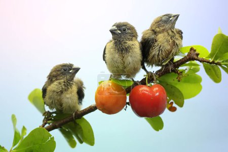 Foto de Tres jóvenes Javan munia están encaramados en frutos silvestres. Esta pequeña ave tiene el nombre científico Lonchura leucogastroides. - Imagen libre de derechos