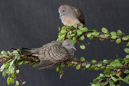 Photo for A pair of small turtledoves resting in the bushes. This bird has the scientific name Geopelia striata. - Royalty Free Image