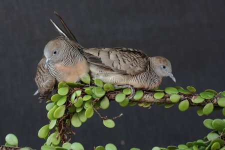 Foto de Un par de pequeñas tórtolas descansando en los arbustos. Esta ave tiene el nombre científico Geopelia striata. - Imagen libre de derechos