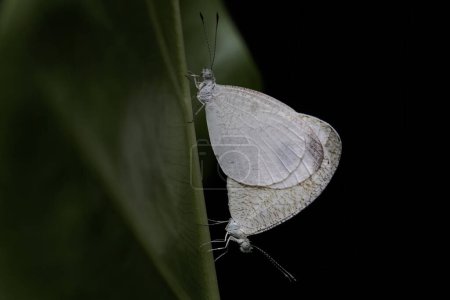 A pair of psyche butterflies are mating in a bush. This insect has the scientific name Leptosia nina.