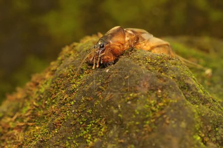 Un criquet de taupes creuse un terrain couvert de mousse. Cet insecte a le nom scientifique Gryllotalpa gryllotalpa. 