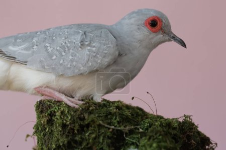 Photo for A diamond dove is resting on a weathered tree trunk. This bird, which has a native habitat on the Australian continent, has the scientific name Geopelia cuneata. - Royalty Free Image