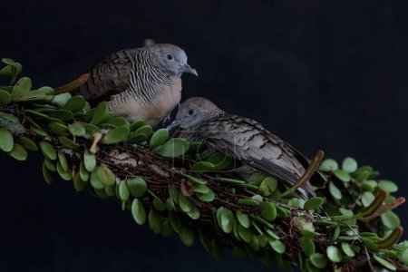 Téléchargez les photos : Une paire de petites tourterelles reposant dans les buissons. Cet oiseau porte le nom scientifique de Geopelia striata. - en image libre de droit