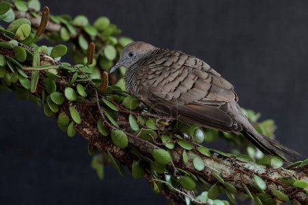 Eine kleine Turteltaube ruht im Gebüsch. Dieser Vogel trägt den wissenschaftlichen Namen Geopelia striata.