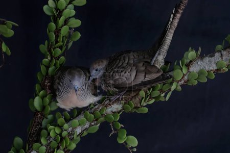 Foto de Un par de pequeñas tórtolas descansando en los arbustos. Esta ave tiene el nombre científico Geopelia striata. - Imagen libre de derechos