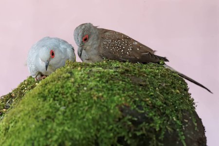 Foto de Dos pequeñas tórtolas se alimentan de una roca cubierta de musgo. Esta ave tiene el nombre científico Geopelia striata. - Imagen libre de derechos