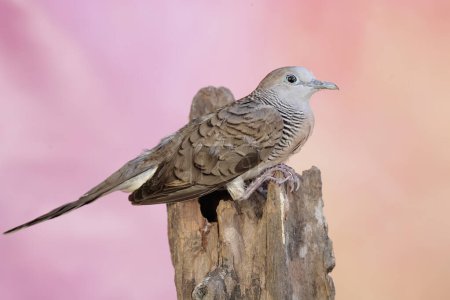 Photo for A small turtledove resting on a weathered tree trunk. This bird has the scientific name Geopelia striata. - Royalty Free Image