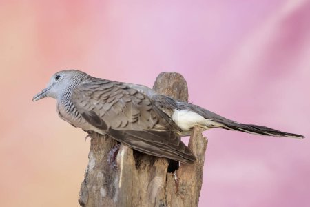Foto de Una pequeña tórtola descansando sobre un tronco de árbol envejecido. Esta ave tiene el nombre científico Geopelia striata. - Imagen libre de derechos