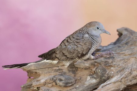 Foto de Una pequeña tórtola descansando sobre un tronco de árbol envejecido. Esta ave tiene el nombre científico Geopelia striata. - Imagen libre de derechos