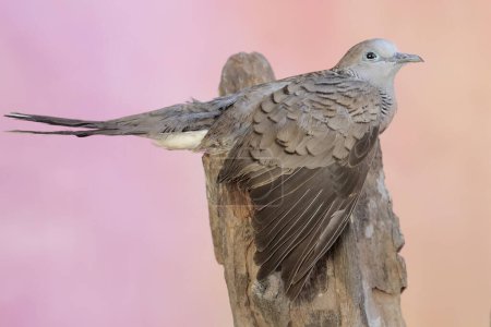 A small turtledove resting on a weathered tree trunk. This bird has the scientific name Geopelia striata.