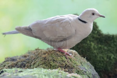 Photo for An Eurasian collared dove is looking for food on a moss-covered rock. This bird has the scientific name Streptopelia decaocto. - Royalty Free Image