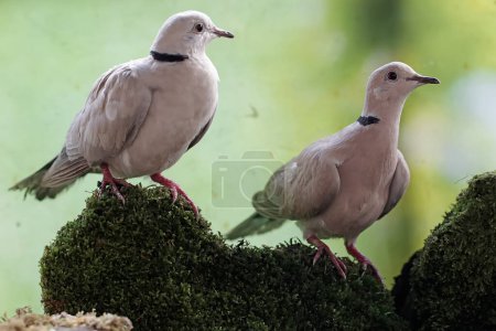 Photo for A pair of Eurasian collared doves are looking for food on a moss-covered rock. This bird has the scientific name Streptopelia decaocto. - Royalty Free Image
