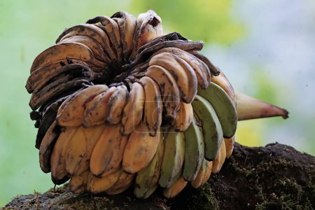 Foto de Un montón de plátanos maduros cayeron al suelo. Esta fruta que a menudo es consumida por los seres humanos tiene el nombre científico Musa paradisiaca. - Imagen libre de derechos