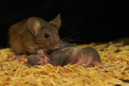 A mother mouse is breastfeeding her babies. This rodent mammal has the scientific name Mus musculus.