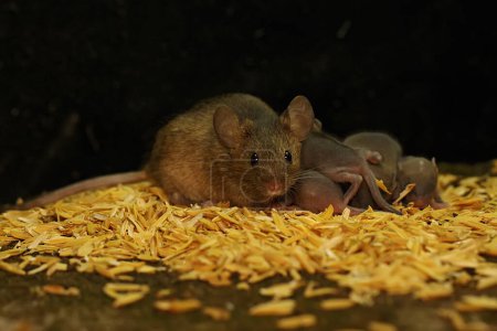 A mother mouse is breastfeeding her babies. This rodent mammal has the scientific name Mus musculus.