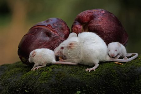 A mother white rat was looking for food on a rock overgrown with moss with her babies. This rodent mammal has the scientific name Mus musculus.