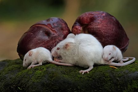 A mother white rat was looking for food on a rock overgrown with moss with her babies. This rodent mammal has the scientific name Mus musculus.