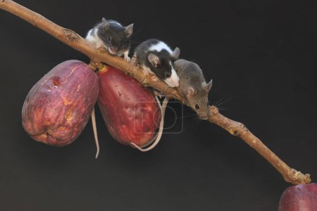 A number of mice are eating a pink Malay apple. This rodent mammal has the scientific name Mus musculus.