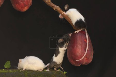 A number of mice are eating a pink Malay apple. This rodent mammal has the scientific name Mus musculus.