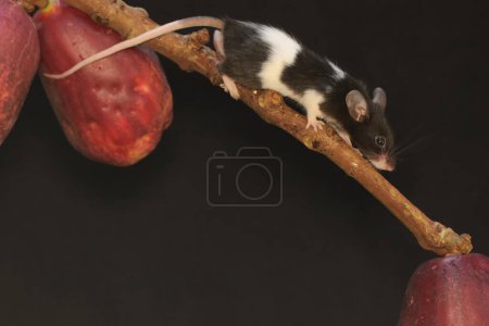 Eine junge Maus isst einen rosafarbenen malaiischen Apfel. Dieses Nagetier trägt den wissenschaftlichen Namen Mus musculus.
