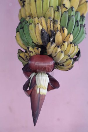 Foto de Un montón de plátanos maduros cayeron al suelo. Esta fruta que a menudo es consumida por los seres humanos tiene el nombre científico Musa paradisiaca. - Imagen libre de derechos