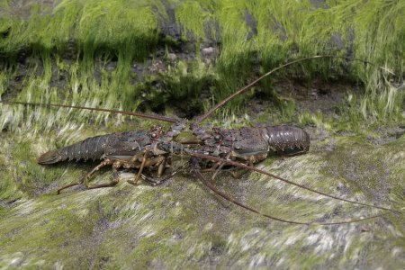 Dos langostas de roca marrón están buscando comida en aguas poco profundas donde hay muchas algas creciendo. Este animal marino de alto valor económico tiene el nombre científico Panulirus homarus.