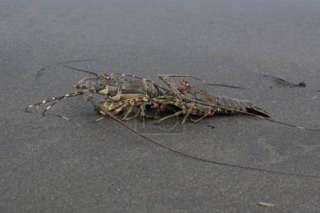 Two brown rock lobsters crawling on the sand at low tide. This marine animal with high economic value has the scientific name Panulirus homarus.